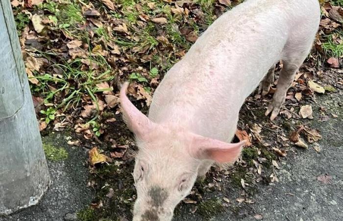 „Es ist das erste Mal, dass ich ein Schwein an der Leine führe“: lustige Szene in Cholet