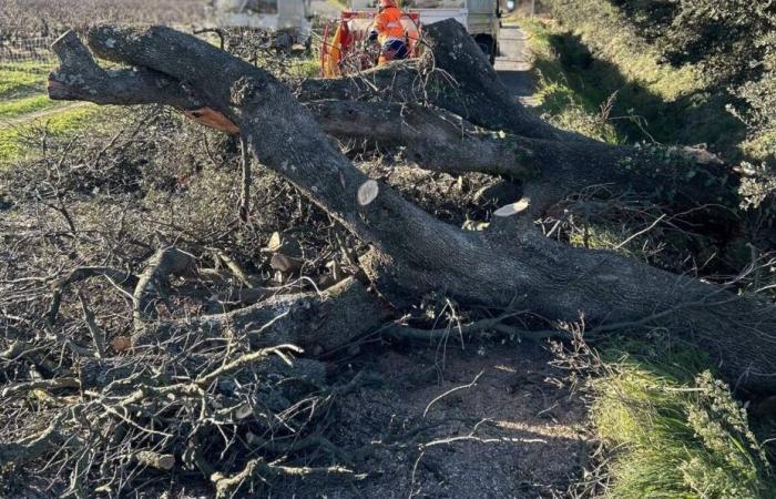 Weihnachtsmärkte geschlossen, Aktivitäten abgesagt… Wir ziehen eine Bilanz der Schließungen und Absagen im Zusammenhang mit starken Windböen im Var