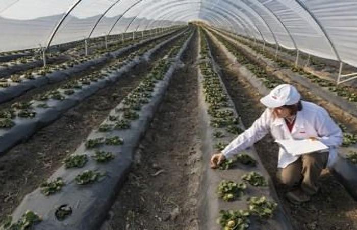 „Preisverfall bei ägyptischen Produkten auf dem Luftweg, verspäteter Beginn der griechischen Erdbeersaison“