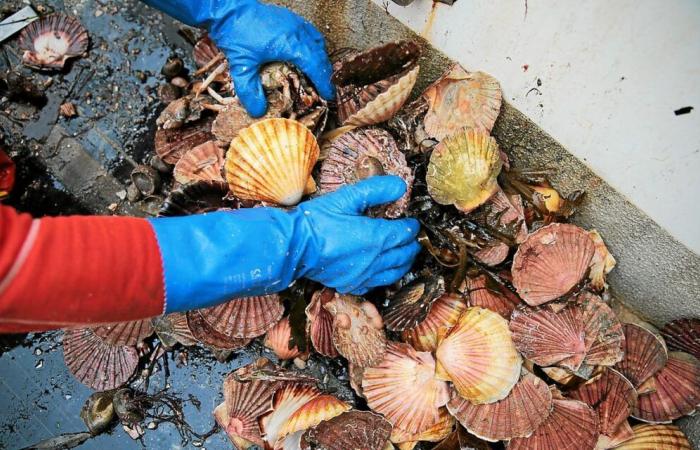 Kurz vor Weihnachten wurde der Muschelfang im Hafen von Brest wieder aufgenommen