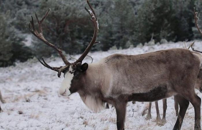 Begegnung mit den Rentieren der Cairngorms