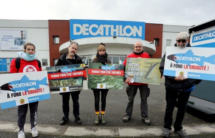 Montauban. Paz prangert den Verkauf von lebendem Fisch bei Decathlon an