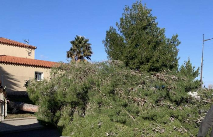 Der Sturm verursacht Schäden in den Pyrénées-Orientales: Feuerwehrleute werden mobilisiert