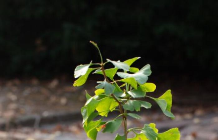 Die magische Blume, die Hiroshima überlebt hat