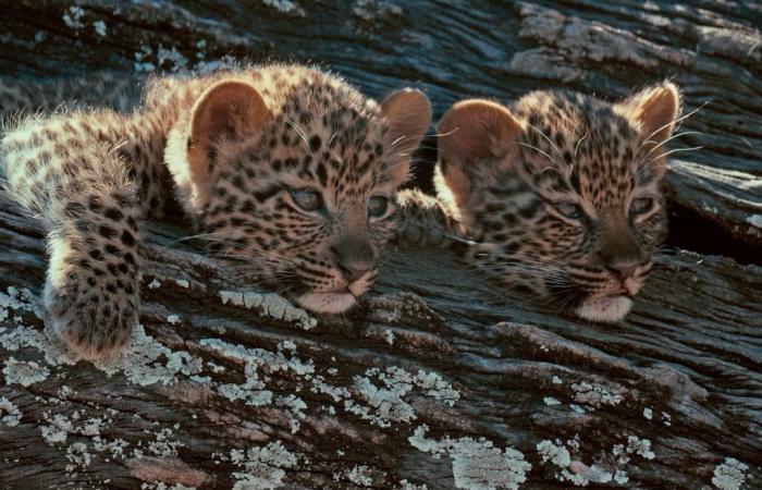 in Botswana die Abenteuer einer Mutter und ihrer Kleinen