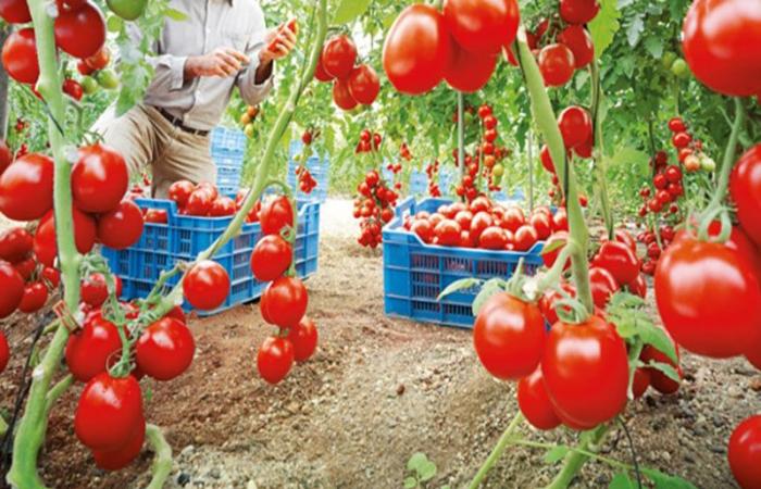 Marokko gibt seinen Platz als führender Tomatenlieferant an Spanien auf