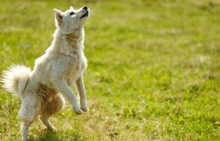 Die Stadt Cannes eröffnet ihren ersten Hundepark