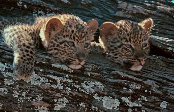 in Botswana die Abenteuer einer Mutter und ihrer Kleinen