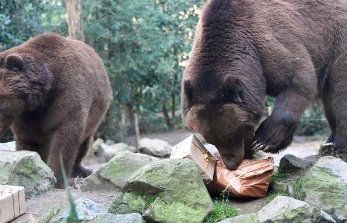 Mann entdeckt Bär in seinem Haus