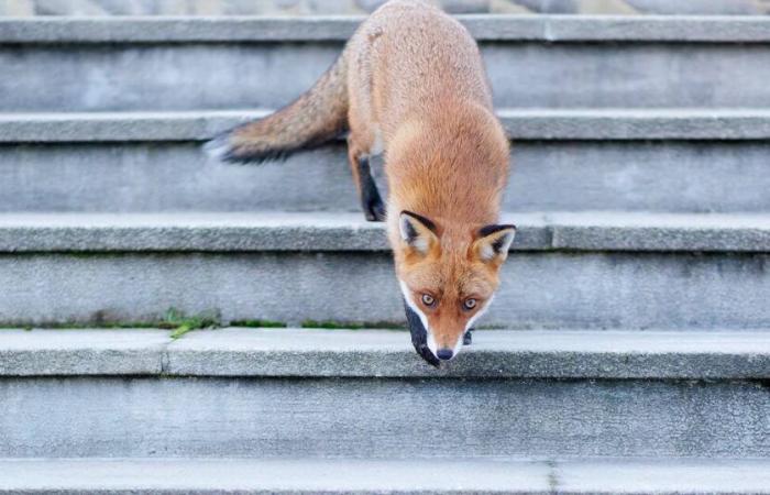 In Montier-en-Der Erfolg und Wiederbelebung der Tierfotografie – Libération