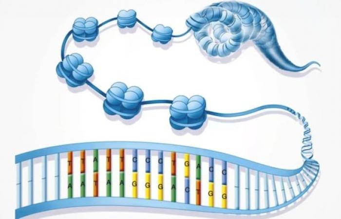 Die DNA-Verpackung