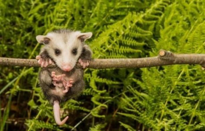 In Australien breitet sich ein „fleischfressender“ Bakterium gefährlich aus