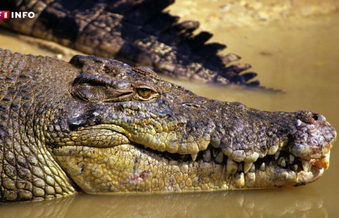 Burt, der Reptilienstar aus „Crocodile Dundee“, stirbt im Alter von 90 Jahren