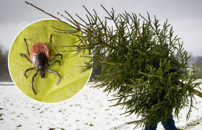 Seien Sie vorsichtig, Ihr Weihnachtsbaum kann Zecken verstecken