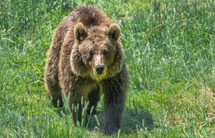 Mann entdeckt Bären in seinem Wohnzimmer