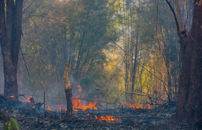 Fire-Res-Projekt: Galizien beteiligt sich an dieser Initiative gegen extreme Waldbrände