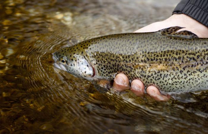 Forelle als Ersatz für Lachs