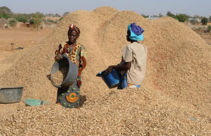 Senegal setzt Erdnussexporte aus, um die lokale Verarbeitung zu fördern