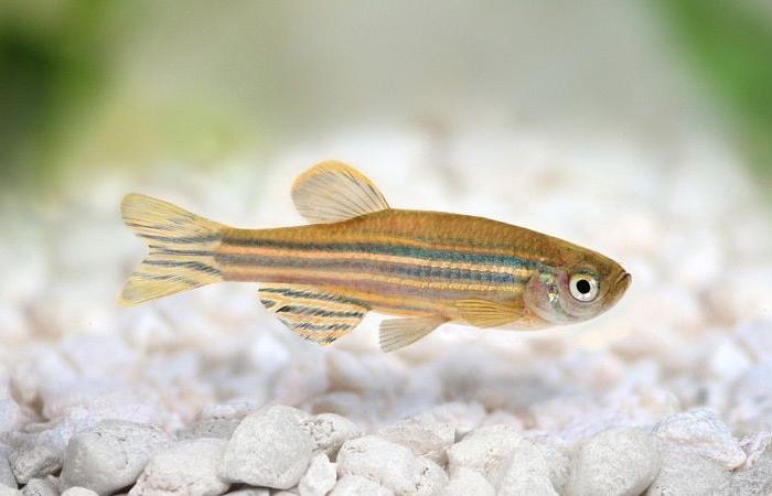 Enthüllungen über das „Mini-Gehirn“ des Herzens dank Zebrafisch