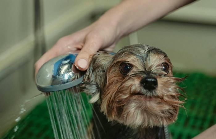 Therme Fortyseven Baden: Von Duschkopf-Diebstahl bis Hund im Spa