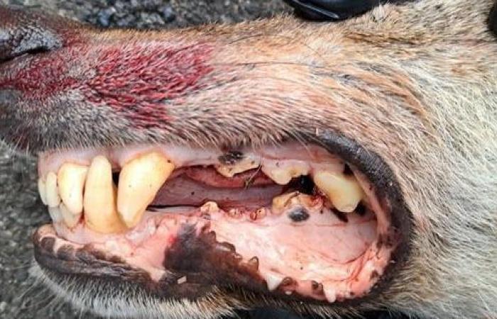 Waadt: Ein neuer Wolf wurde in Mont-Tendre getötet