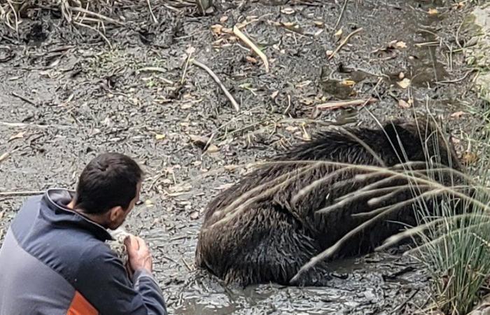 Vier Tage lang im Schlamm stecken geblieben: Mehr als fünf Stunden Einsatz zur Rettung einer Wildschweinmutter in der Nähe von Perpignan