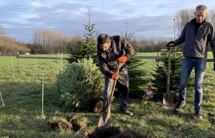 Natürlich oder künstlich, welcher Baum ist besser für die Umwelt?