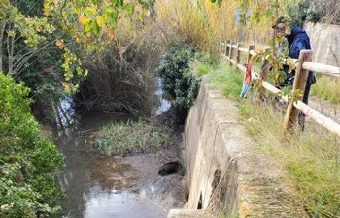 Vier Tage lang im Schlamm stecken geblieben: Mehr als fünf Stunden Einsatz zur Rettung einer Wildschweinmutter in der Nähe von Perpignan