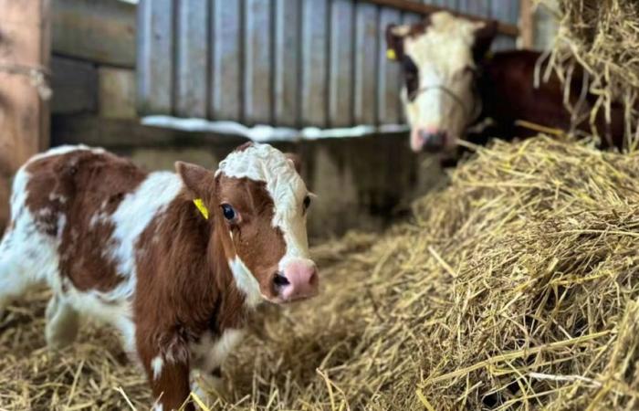 Ein Kalb und seine Mutter sind dank „einem Weihnachtswunder“ in Basel-Landschaft wieder vereint