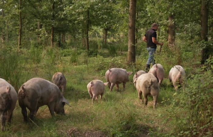 Freilandzucht von mit Eichelmast gefütterten Schweinen, eine seltene Praxis, die außergewöhnliches Fleisch garantiert