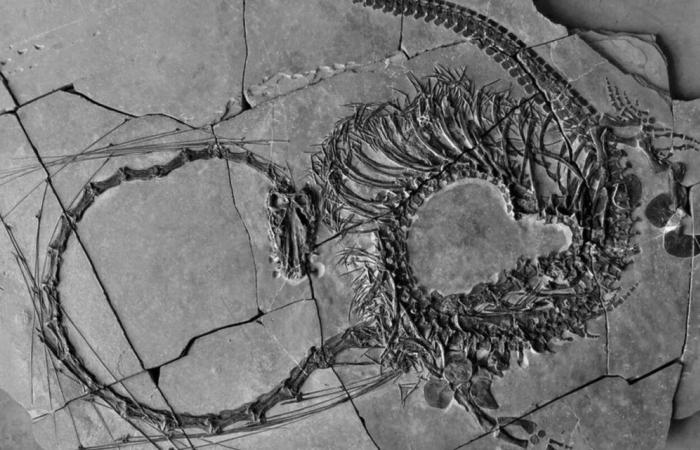 Die schönsten paläontologischen Entdeckungen des Jahres 2024