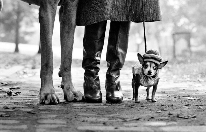 Peter Fetterman Gallery: Woof Woof: Der Hund und die Fotografie