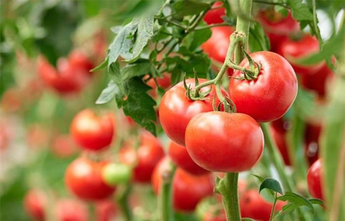 Marokko, bis 2035 erster Tomatenlieferant der EU