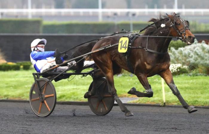 PMU – Ankunft der Quinté am Mittwoch, 25. Dezember in Vincennes: Express d’Arc bestätigt