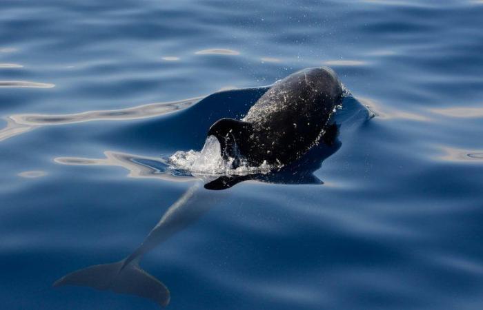 „Solche Strandungen kommen zu dieser Jahreszeit häufig vor“: Ein tot aufgefundener Delfin an einem Kanalstrand