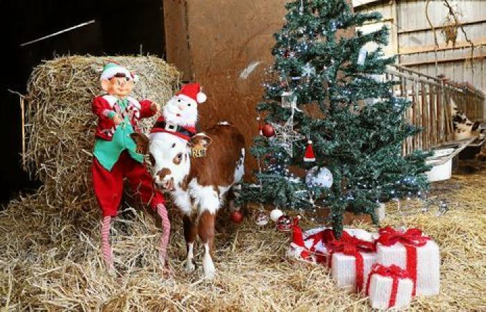 Nebel, Tannen und Recyclingzentren: Frohe Weihnachten Brest!