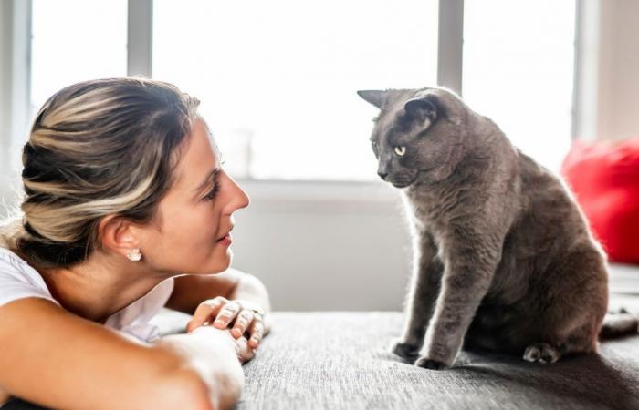 Neue Studie zeigt, wie Katzen schnell Wörter mit Bildern assoziieren!