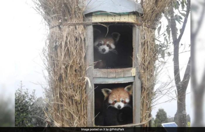 „Vishal und Koshi“ – Zwei Rote Pandas aus den Niederlanden erreichen den Zoo von Darjeeling