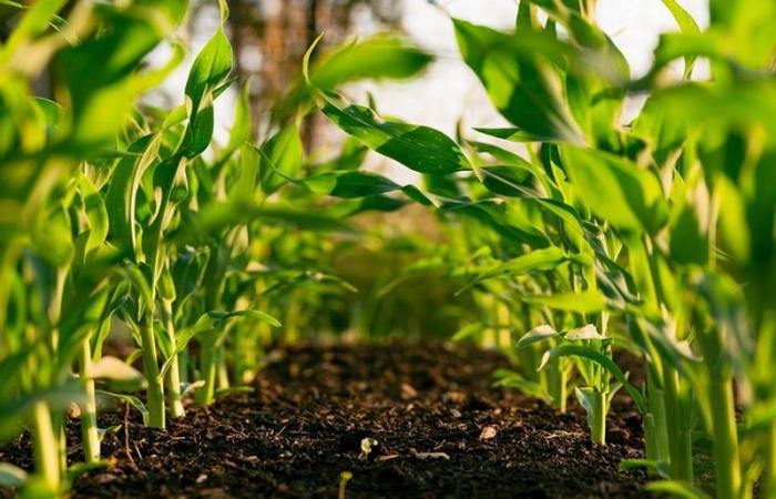 Die ADA unterstützt kleine landwirtschaftliche Betriebe