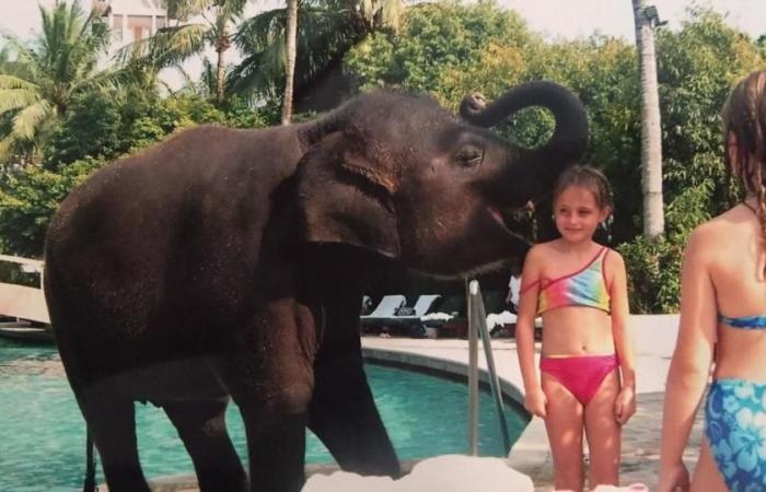 Ein Elefant brachte mich in Sicherheit