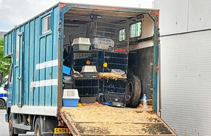 Was geschah in Saint-Malo mit den 150 Tieren, die letzten Mai in einem Lastwagen gefunden wurden?