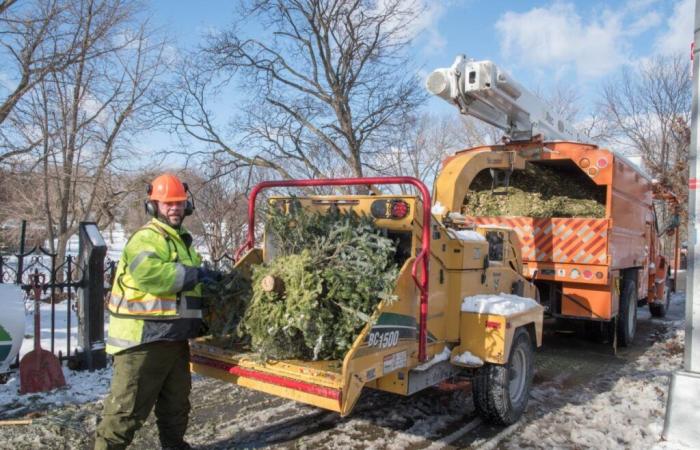 NYC Parks eröffnet das Mulchfest mit neun Abgabestellen in der Bronx für das Recycling von Weihnachtsbäumen – Bronx Times