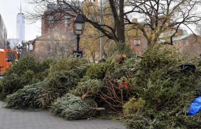 So entsorgen Sie Ihren Weihnachtsbaum auf der Upper West Side verantwortungsvoll