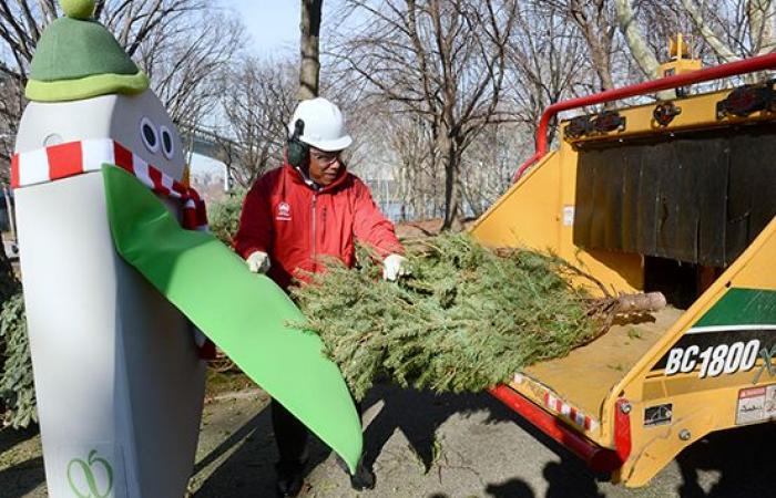 Verwandeln Sie Ihren Weihnachtsbaum beim Mulchfest 2025 in ausgewählten Parks in Queens in Mulch – QNS