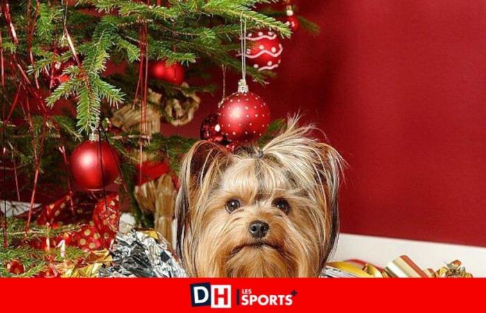 Nach dem Hund unter dem Baum … Aussetzungen in Tierheimen: „Die Leute haben noch nicht verstanden, dass ein Tier kein Geschenk ist“