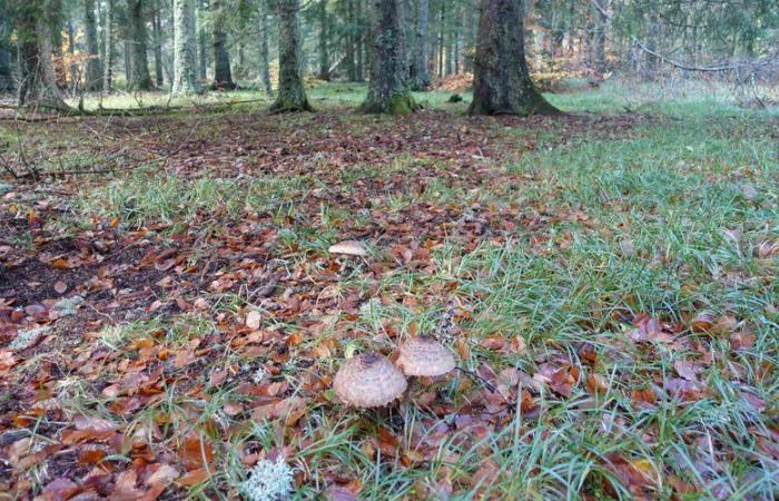 Windparkprojekt durch Kapellenruine gestört