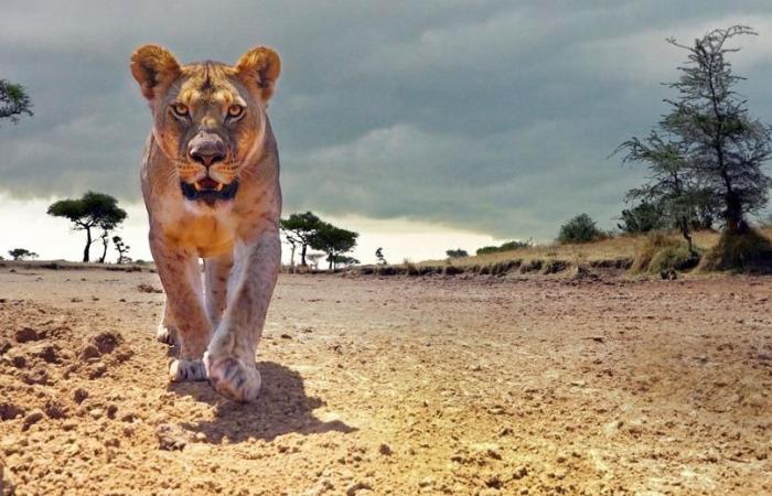 Serengeti, Tierwelt im immersiven Modus auf Arte