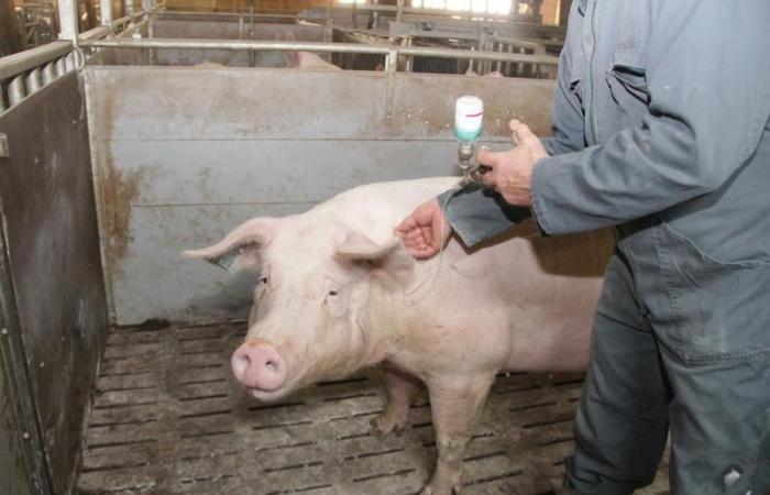 Die Impfung gegen die Schweinegrippe reduziert die Ausscheidung des H1avN2-Virus, hemmt sie jedoch nicht | Erfolgreiches Schwein