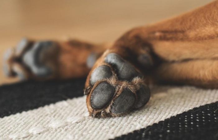 Tiere können auch Linkshänder oder Rechtshänder sein, hier erfahren Sie, wie Sie es herausfinden