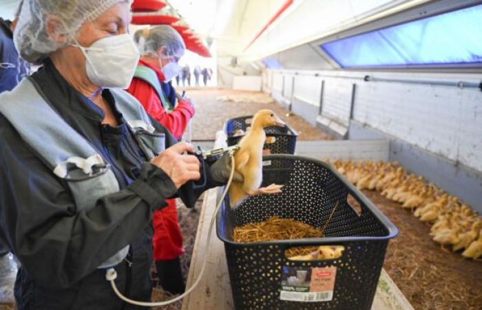 [Rétro 2024] Im April gewinnt Frankreich den Kampf gegen die Vogelgrippe